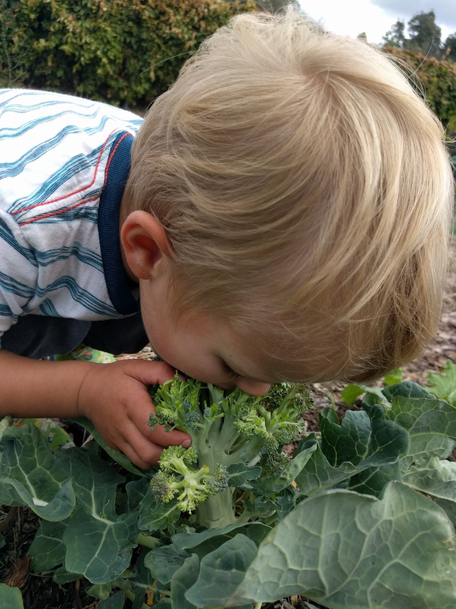 kid-eating-broccoli-in-garden - Greg Alder's Yard Posts: Food Gardening ...