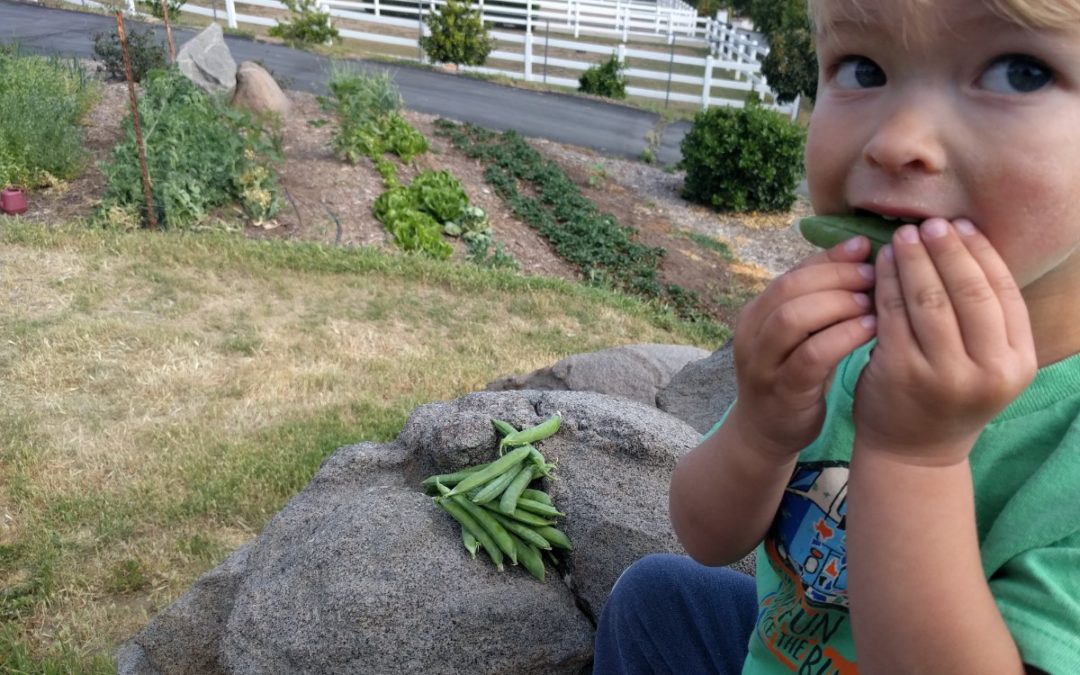 Growing fruits and vegetables for kids