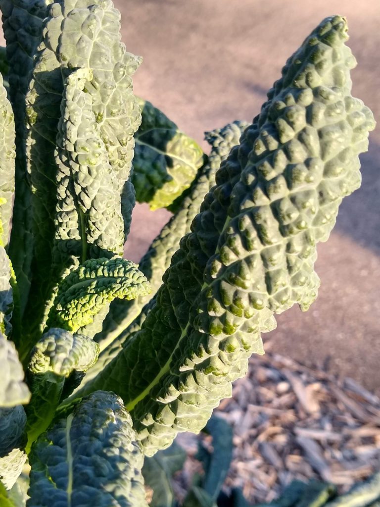 How tall can dinosaur kale get? Greg Alder's Yard Posts Southern