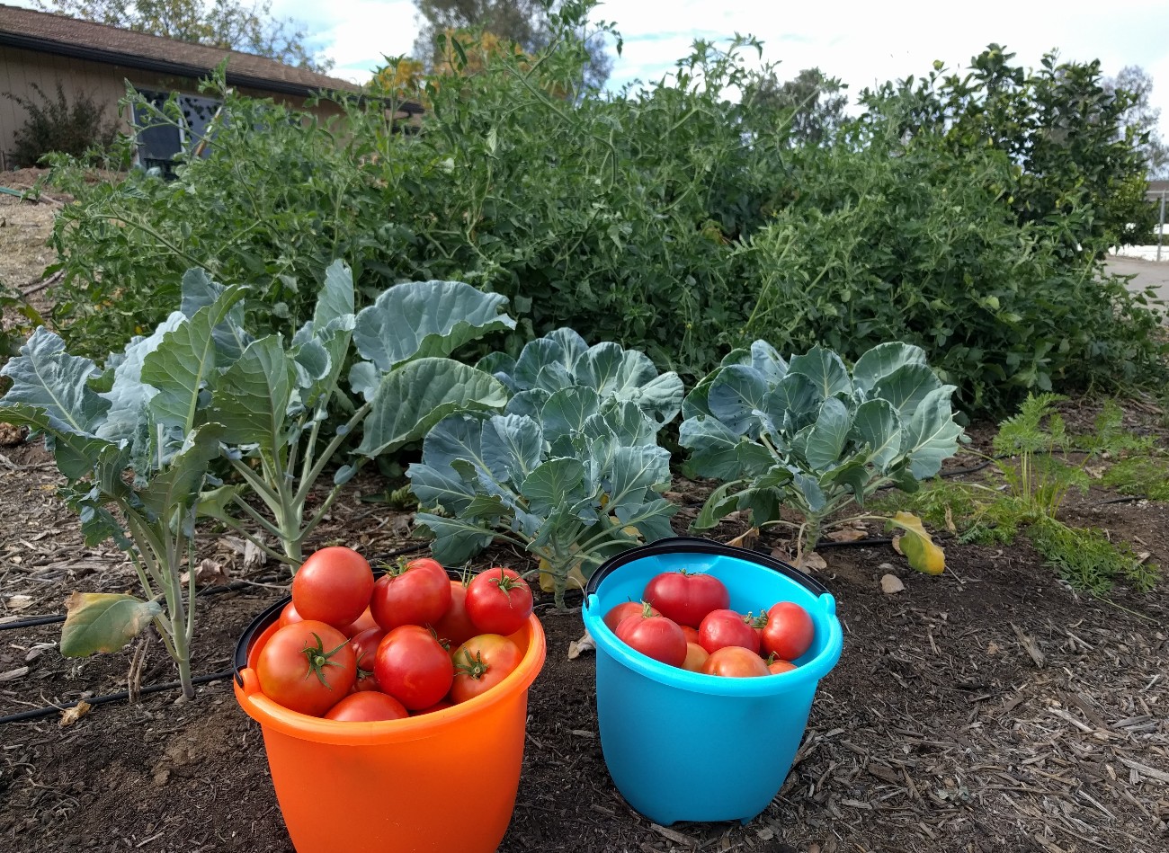 Celebrity Tomatoes Harvested November 19 Greg Alders Yard Posts Food Gardening In Southern 8009