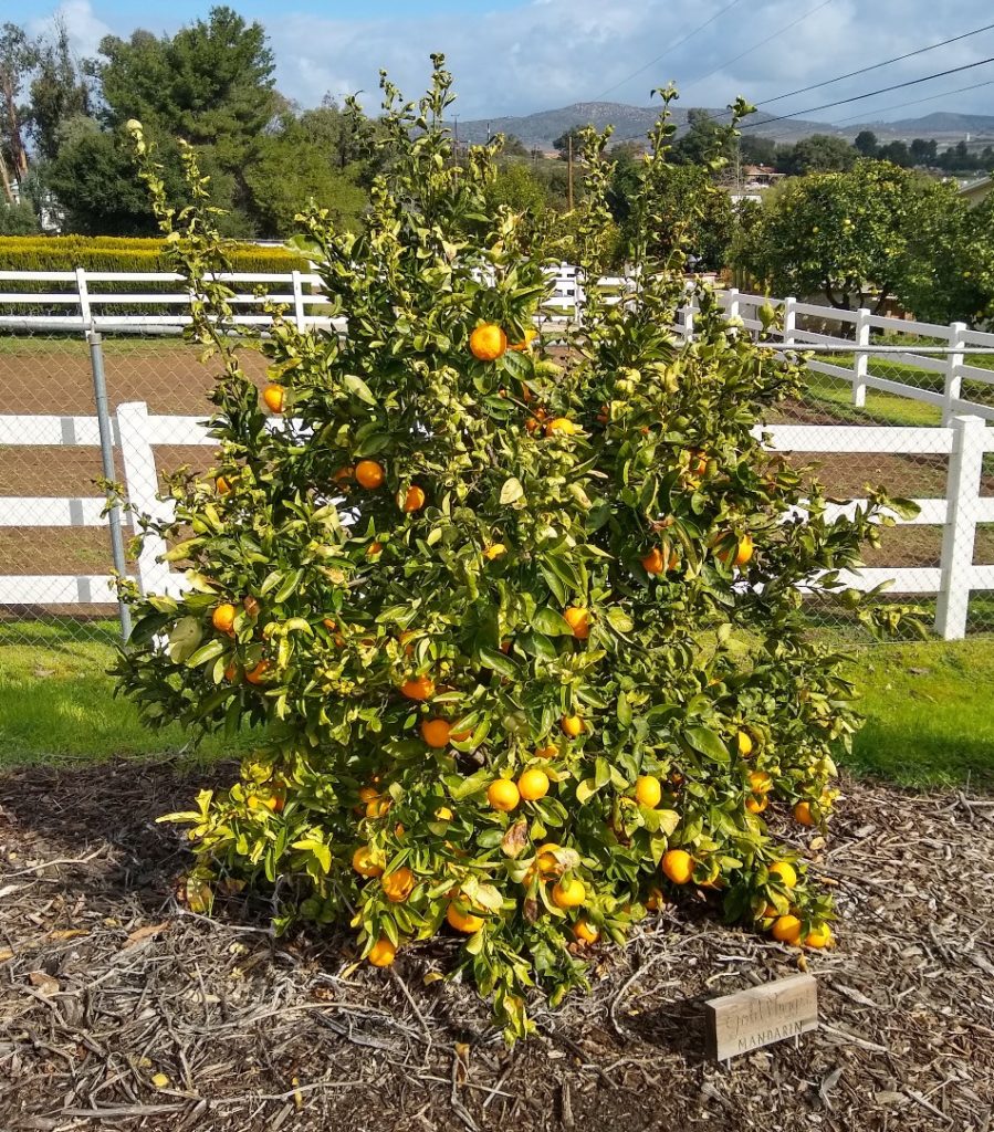 Dancy Semi-Dwarf Tangerine Tree