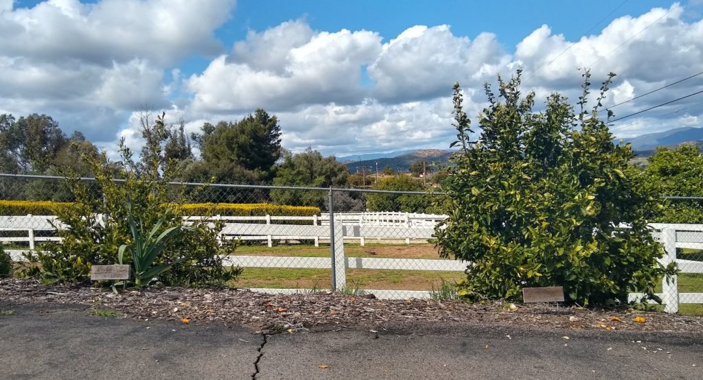 The Shiranui mandarin tree: a profile - Greg Alder's Yard Posts