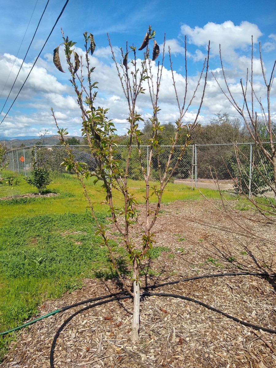 Royal Crimson cherry tree with trunk painted Greg Alder