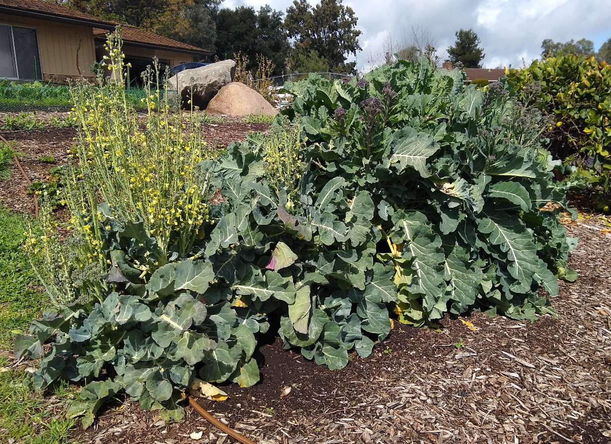 bed of broccoli plants Greg Alder's Yard Posts Food Gardening in