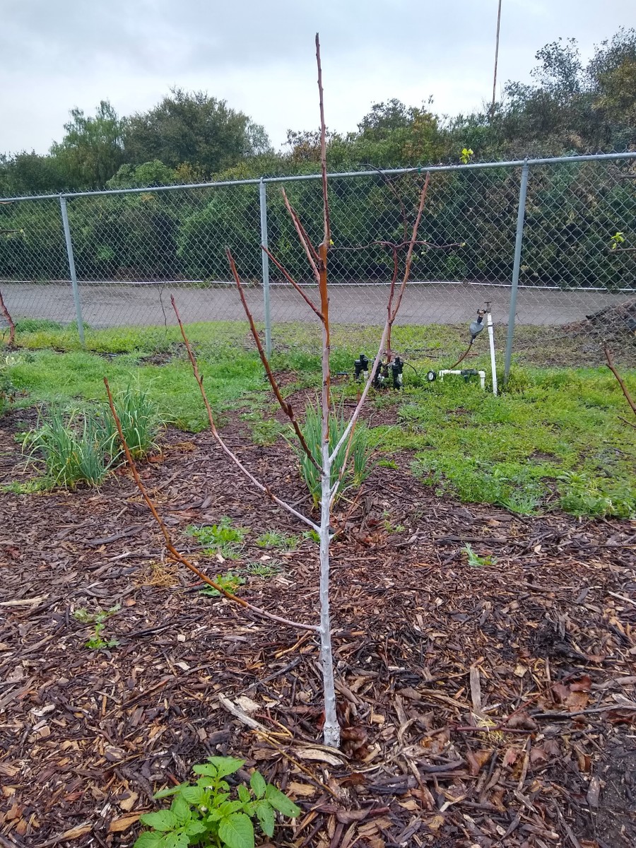 galaappletreetwoyearsold Greg Alder's Yard Posts Food Gardening
