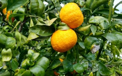 The Gold Nugget mandarin tree: a profile