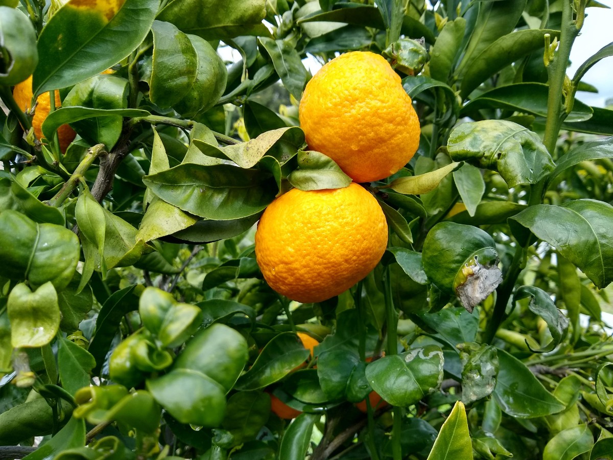 Clementine / Algerian Semi-Dwarf Mandarin Tree