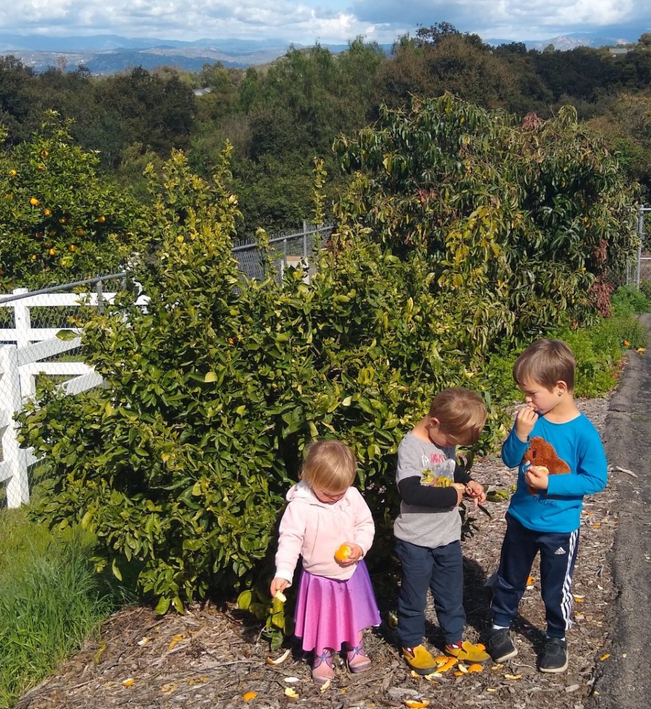 The Shiranui mandarin tree: a profile - Greg Alder's Yard Posts