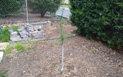 Painting the trunks of fruit trees