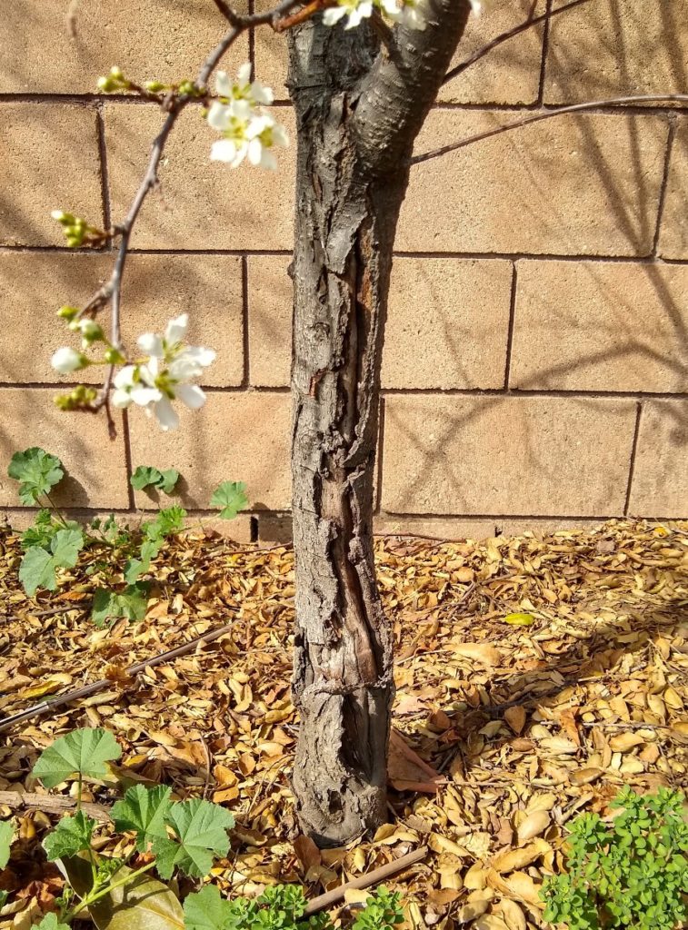 Painting the trunks of fruit trees Greg Alder s Yard Posts