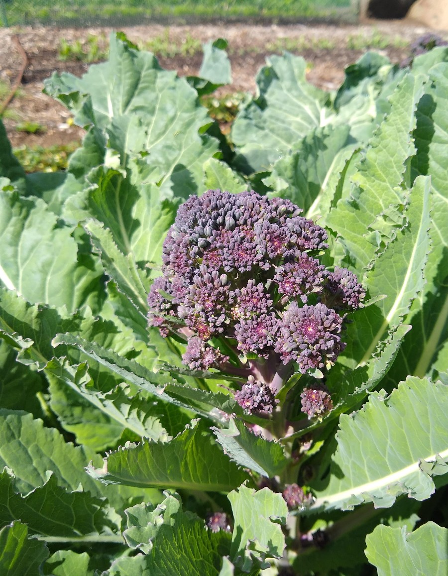 purple sprouting broccoli Greg Alder's Yard Posts Food Gardening in