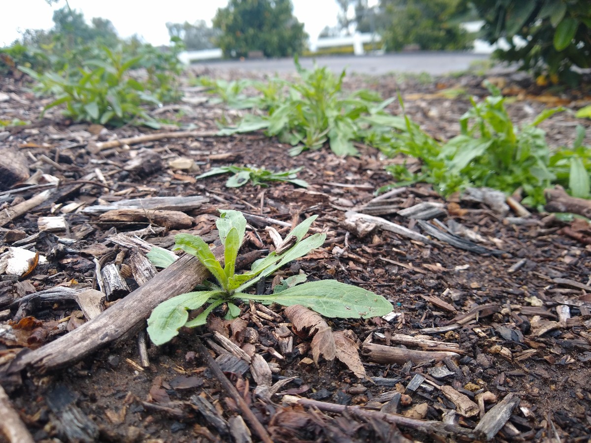 Realistic garden expectations - Greg Alder's Yard Posts: Southern  California food gardening