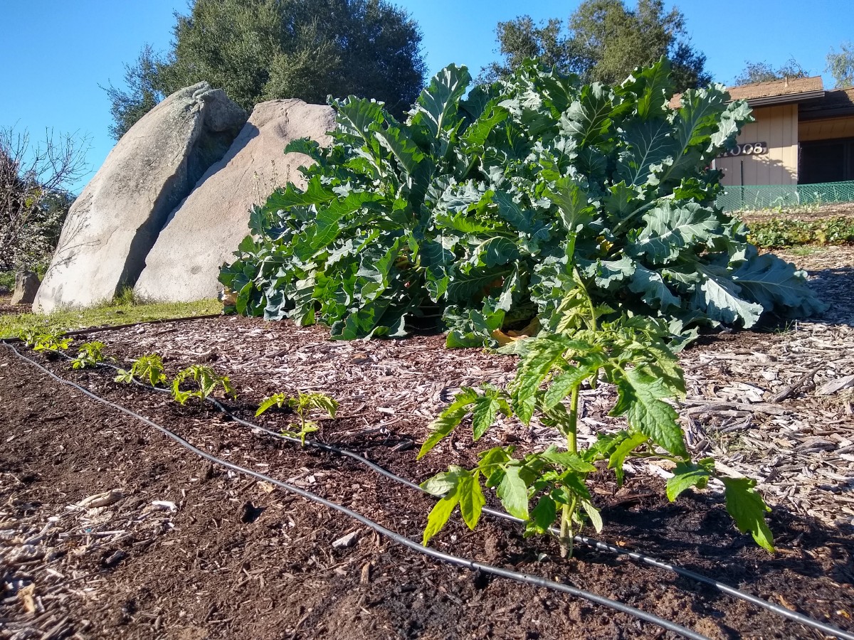 when plant tomatoes southern California Greg Alder's Yard Posts Food