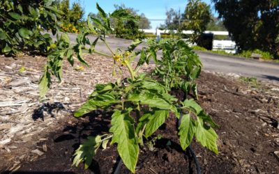 When to plant tomatoes in Southern California