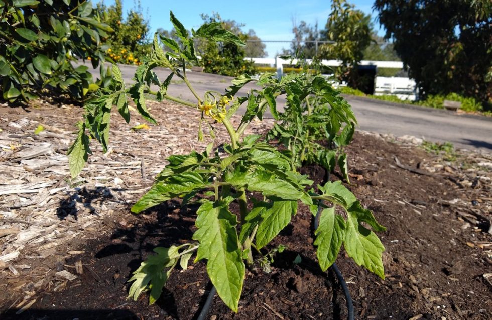 When to plant tomatoes in Southern California Greg Alder's Yard Posts