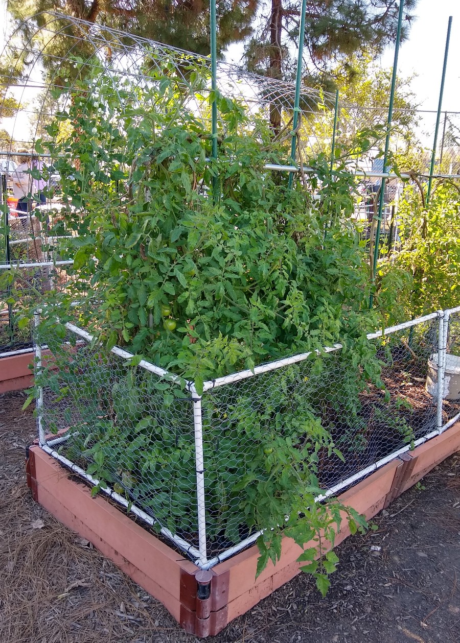 wintertomatoplantSanDiego Greg Alder's Yard Posts Food Gardening