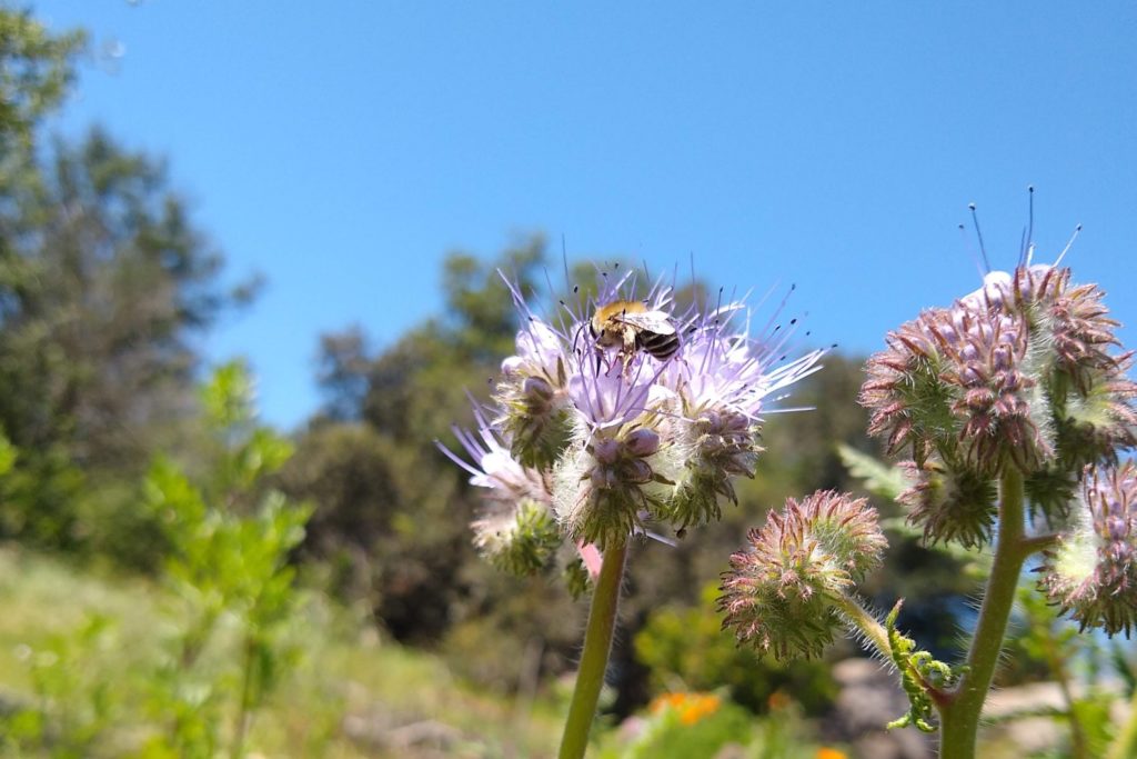 Bees On Flowers In Southern California Greg Alder S Yard Posts Southern California Food Gardening