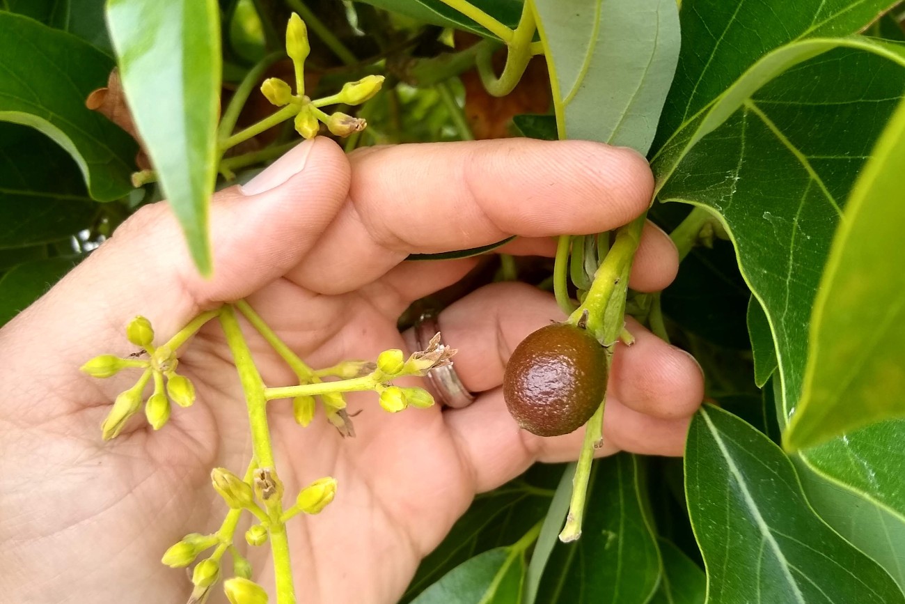 Will Avocado Fruitset In 2020 Be Like 1965 Greg Alder s Yard Posts 