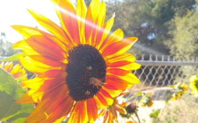 Bees on flowers in Southern California