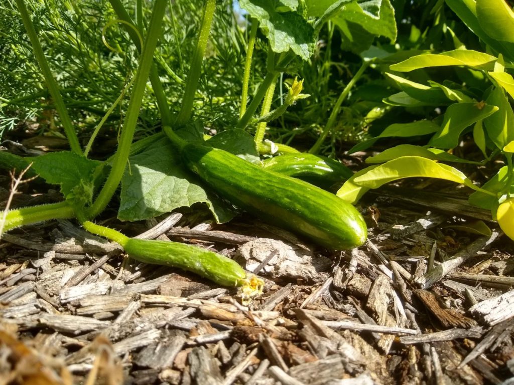 Renee's Garden Baby Persian Green Fingers Cucumber