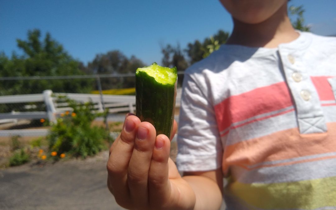 Growing ‘Green Finger’ cucumbers