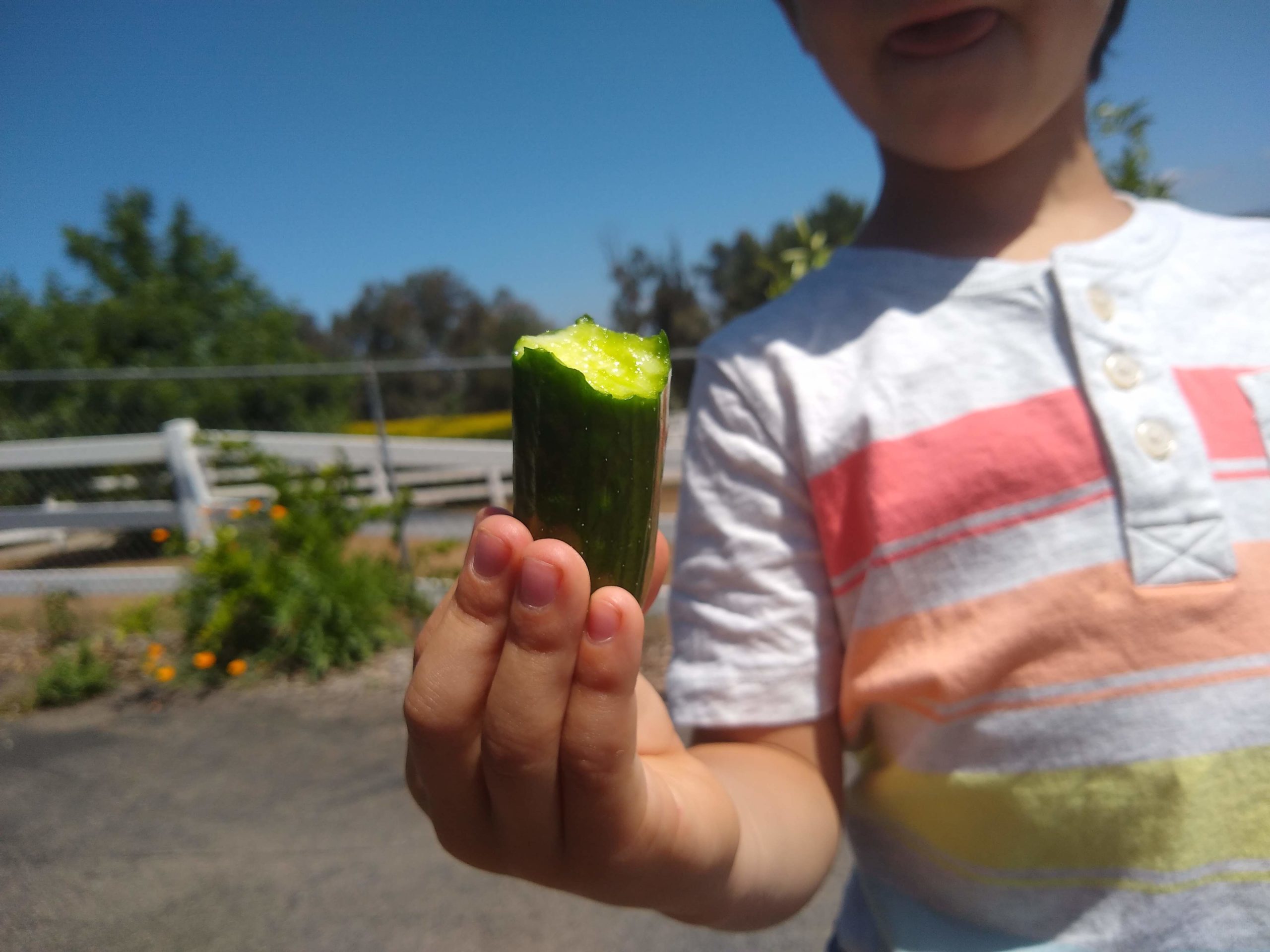 Renee's Garden Baby Persian Green Fingers Cucumber