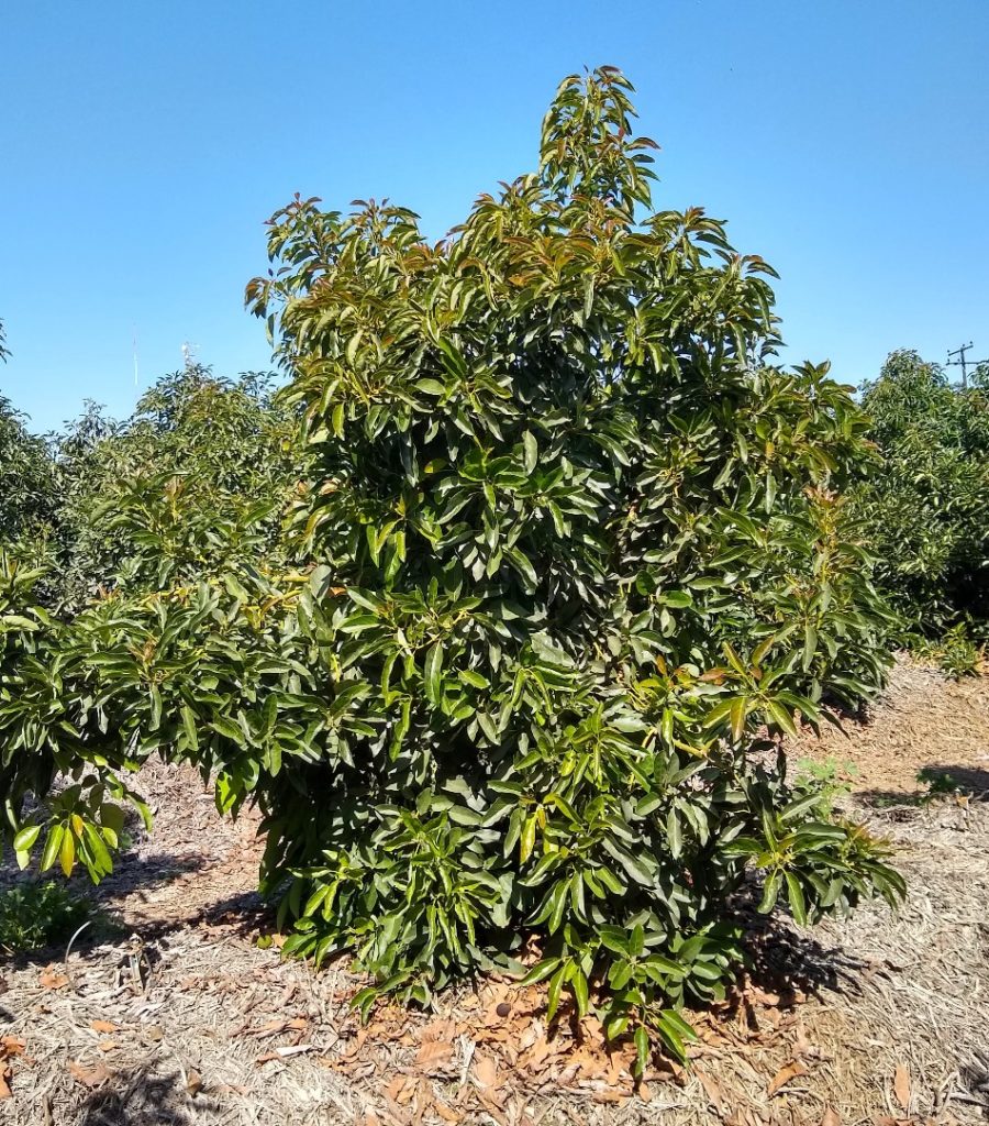 Hass on sale avocado tree