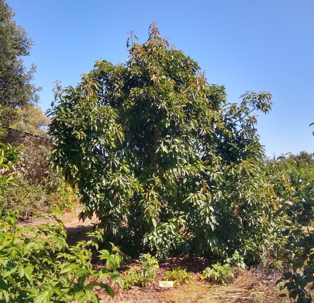 avocado tree seeds