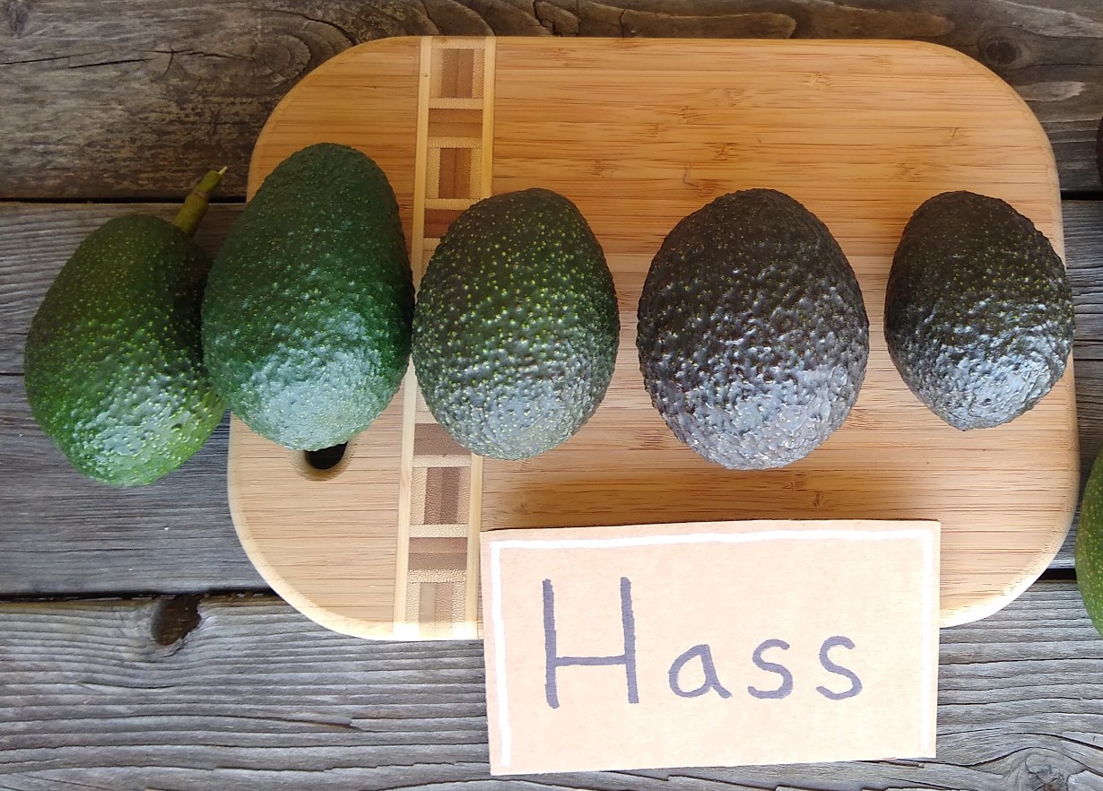 Hass-avocados-ripening-from-green-to-black - Greg Alder's Yard Posts ...