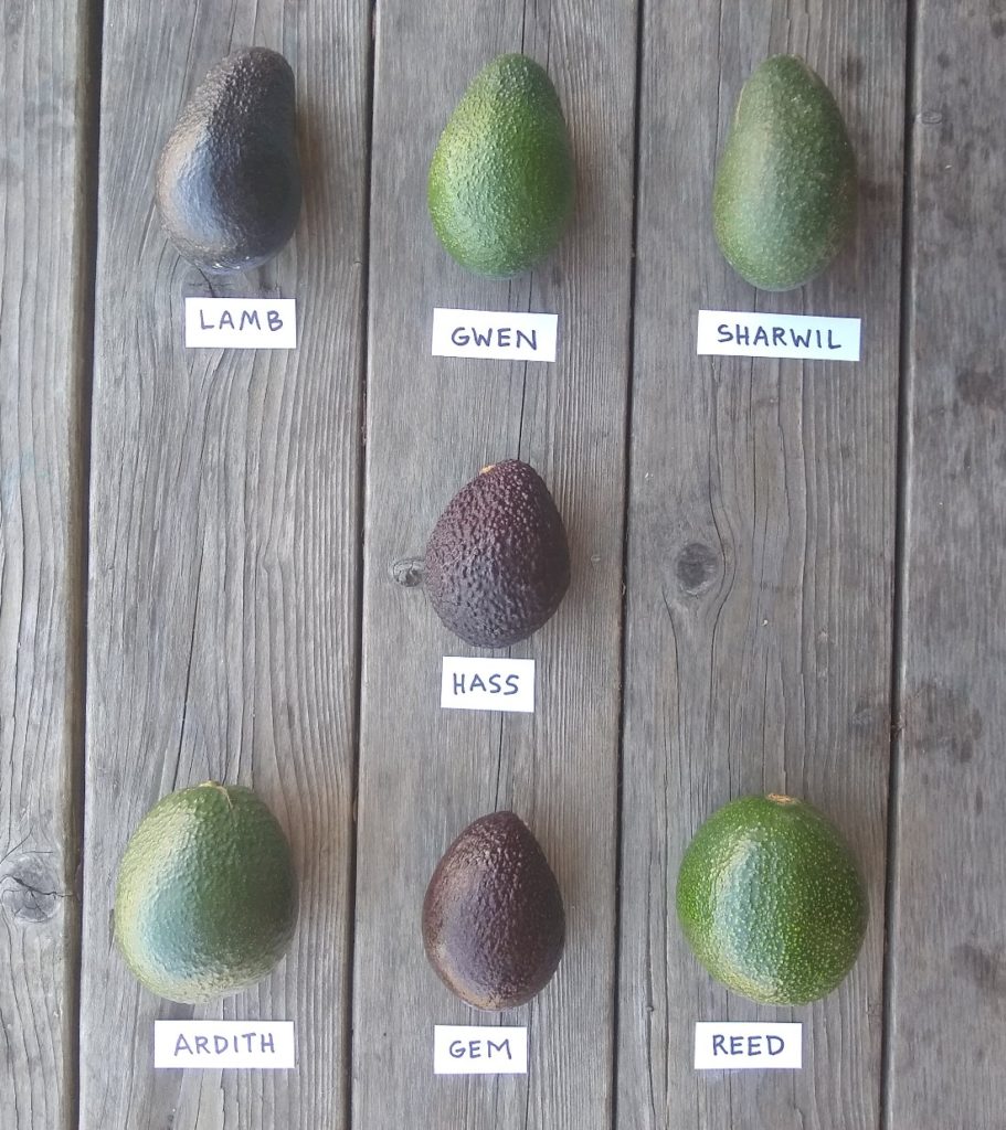 avocado tree seeds