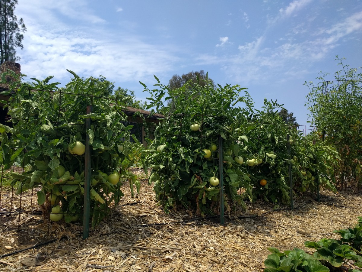 SanDiegotomatoesincages Greg Alder's Yard Posts Food Gardening