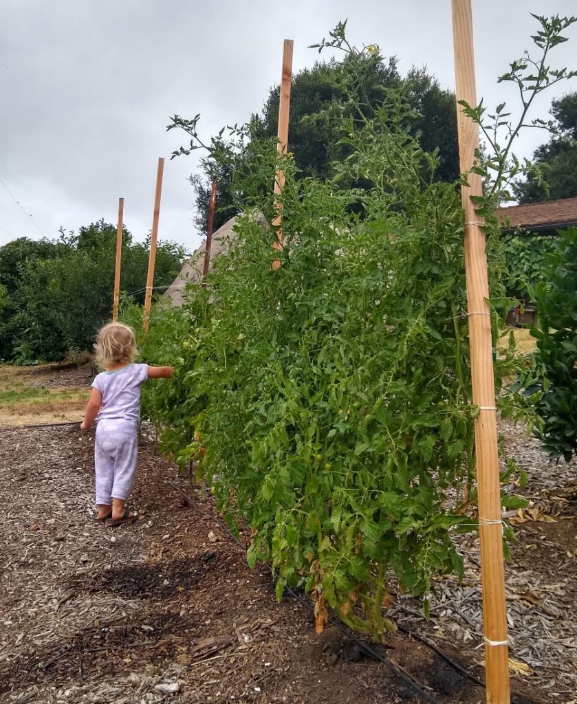 Training tomatoes on a string trellis