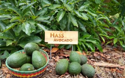 The Hass avocado tree: a profile