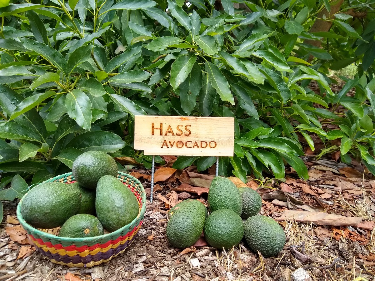 Haas avokado plant sorg