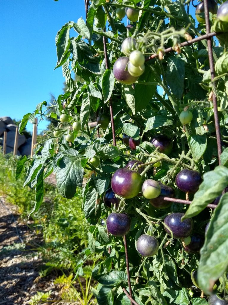 Florida Weave: A Better Way to Trellis Tomatoes – Garden Betty