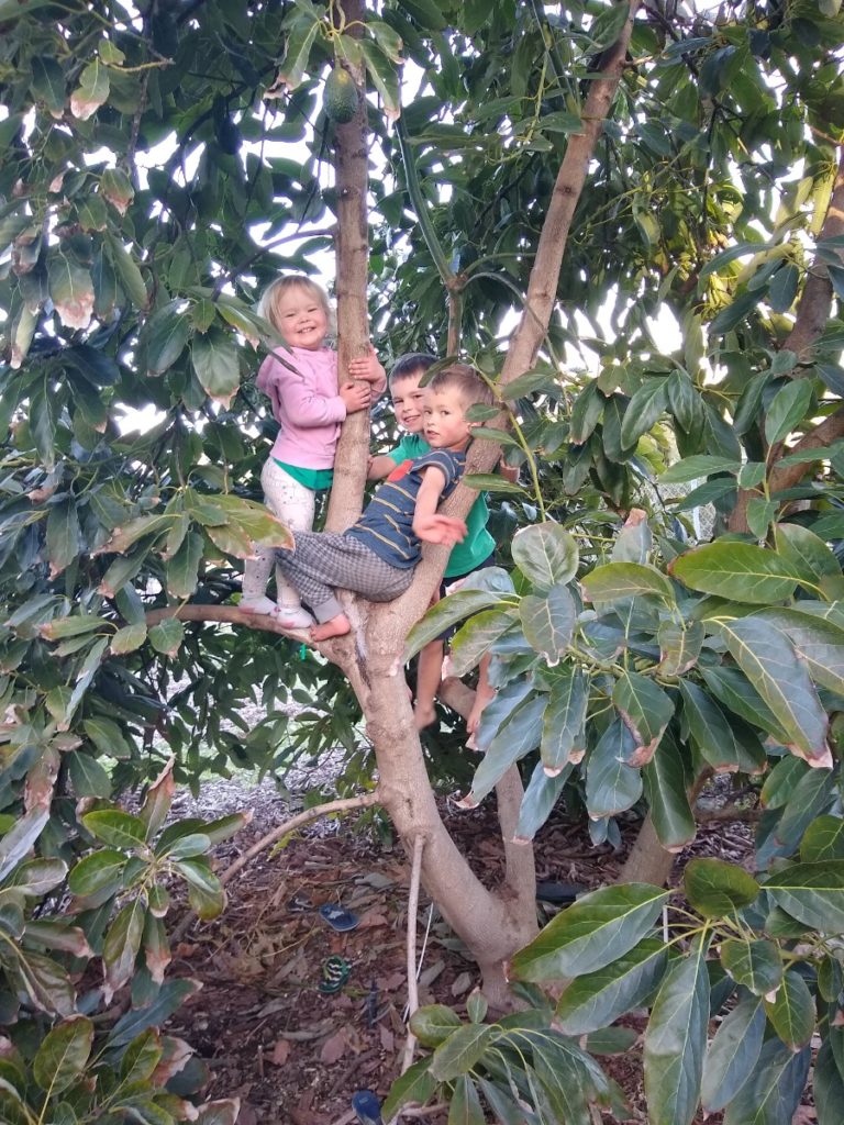 Video  Climbing with Archie: How to Climb a Tree Like an Arborist