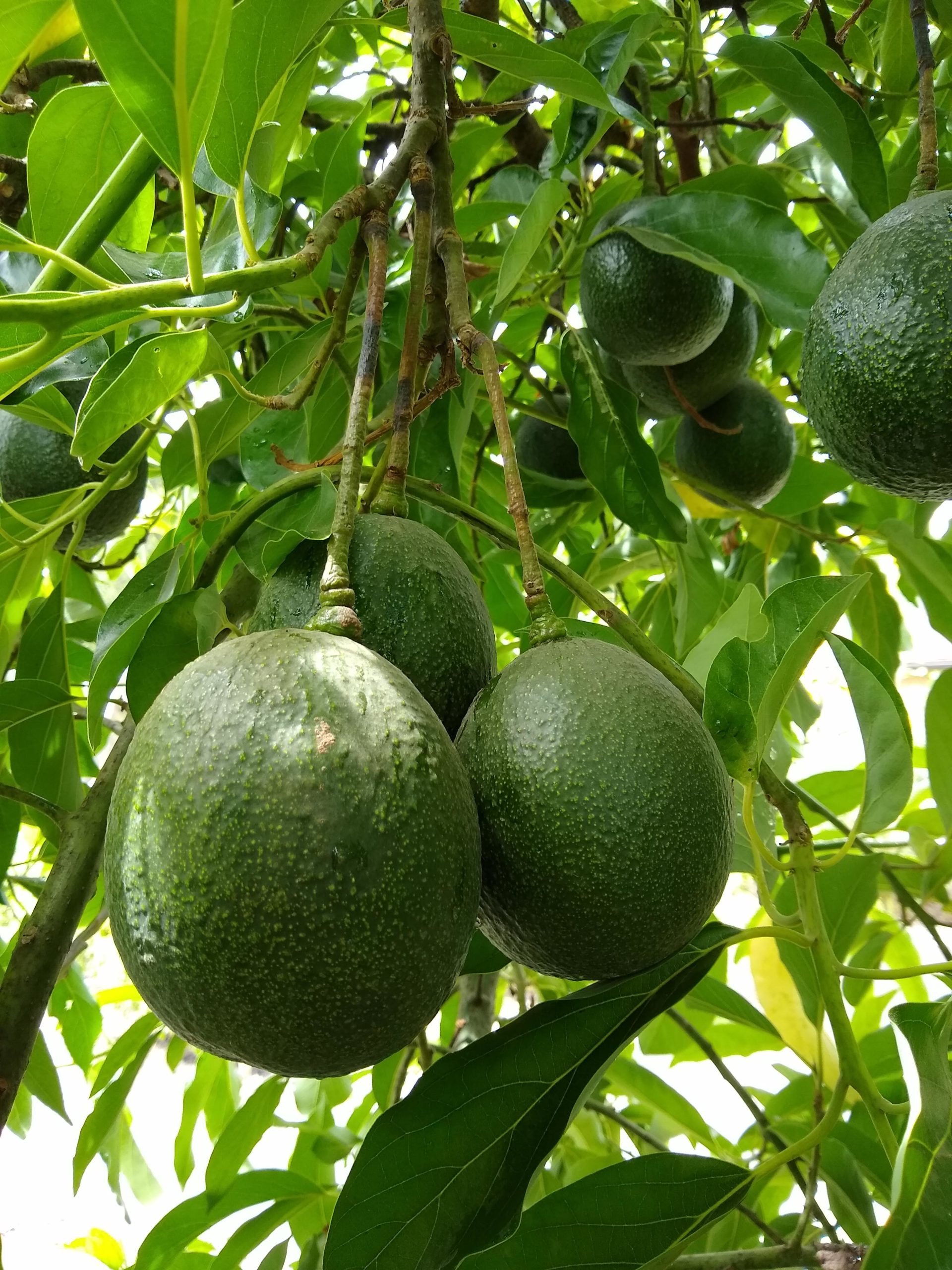 Mature-reed-avocados-on-tree-in-summer - Greg Alder's Yard Posts: Food ...