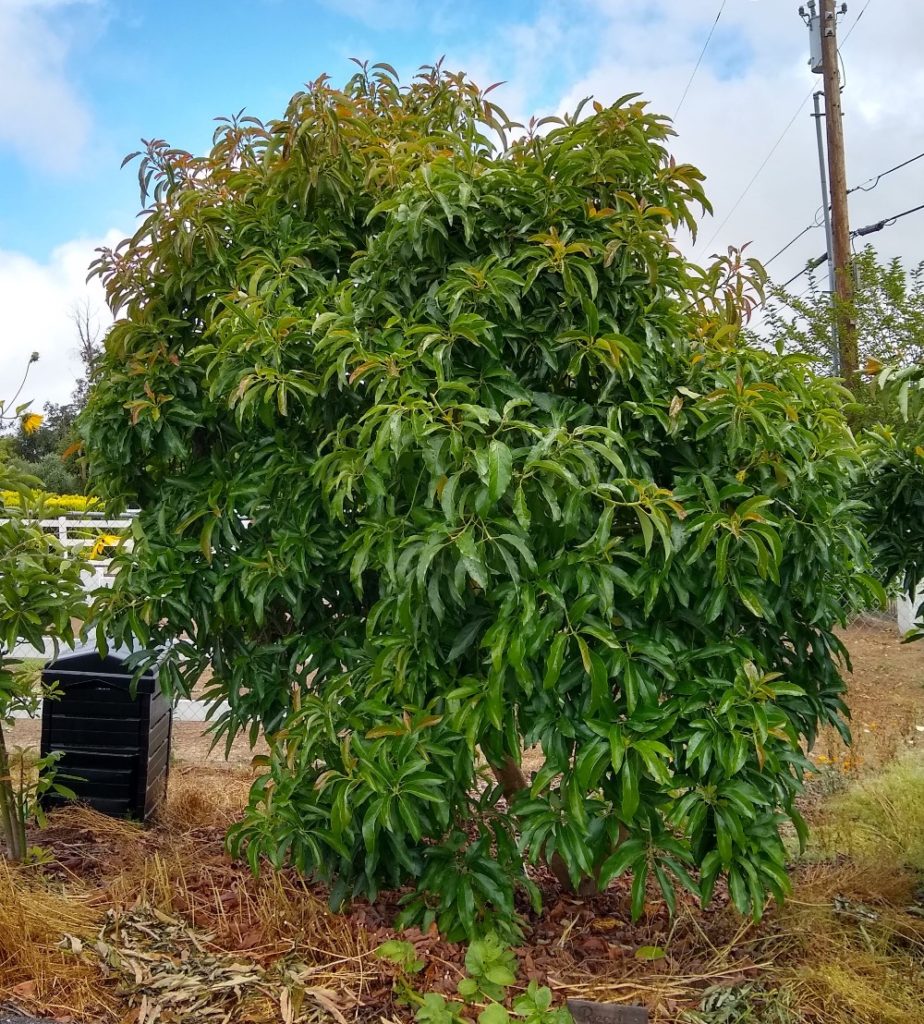 Reed Avocado Tree Size