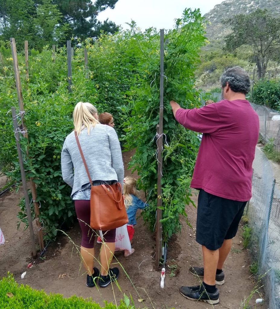 Training tomatoes on a string trellis