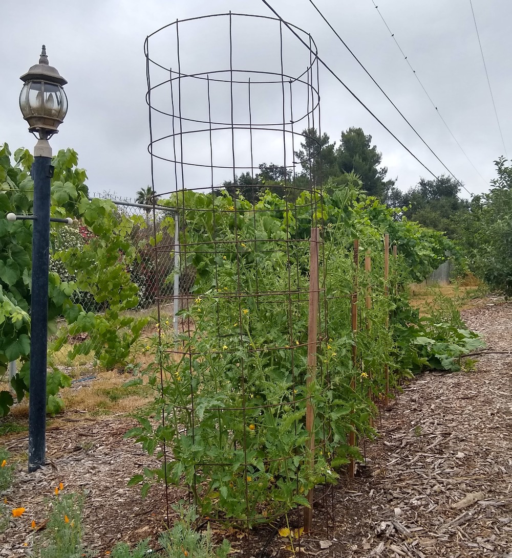 tomato-plants-in-cages - Greg Alder's Yard Posts: Food Gardening in ...