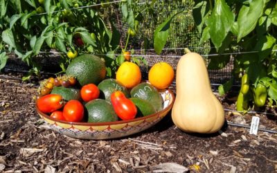 A Midsummer Garden’s Harvest