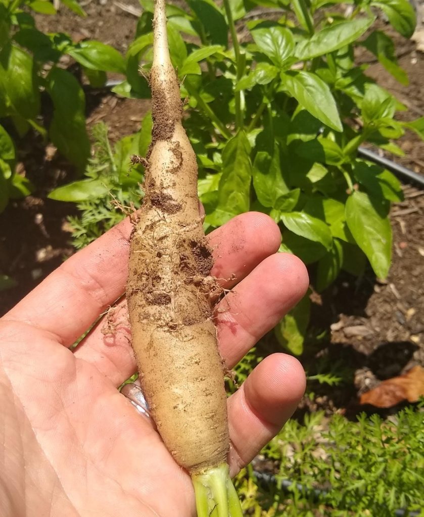 Dealing with root knot nematodes in a vegetable garden - Greg Alder's Yard  Posts: Southern California food gardening