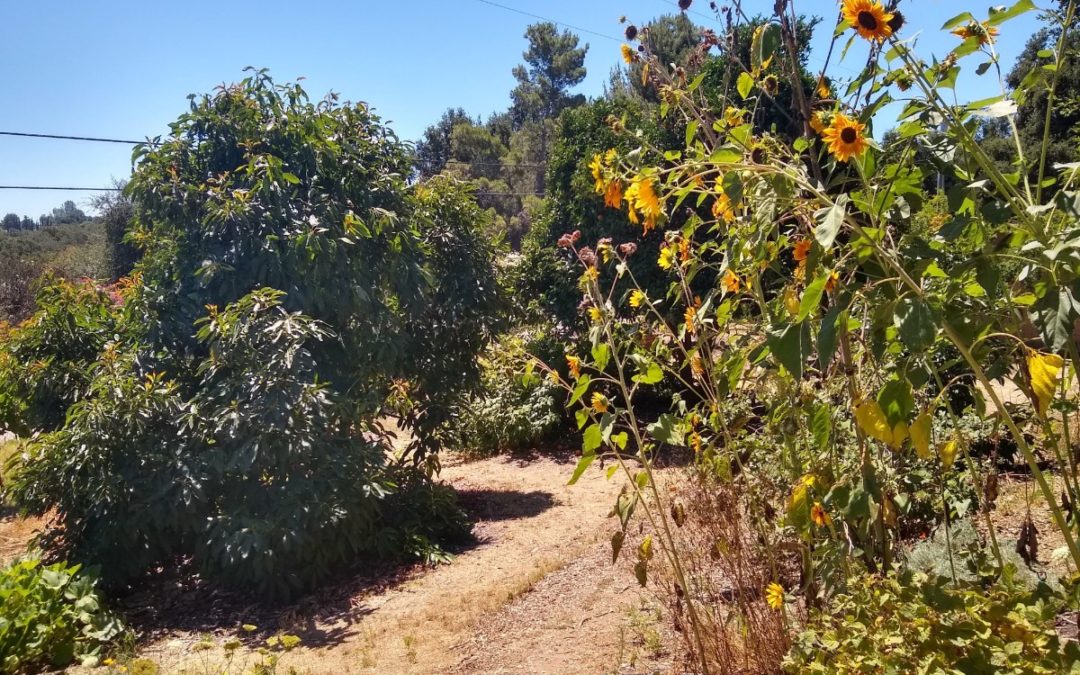 Growing sunflowers in Southern California