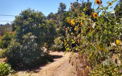 Growing sunflowers in Southern California