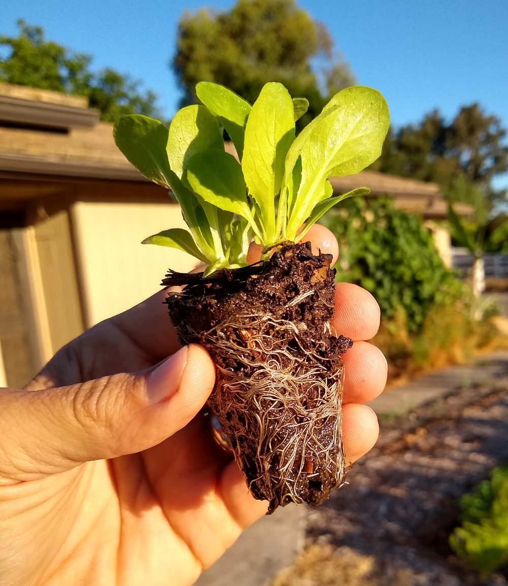Greg Alder's Yard Posts Food