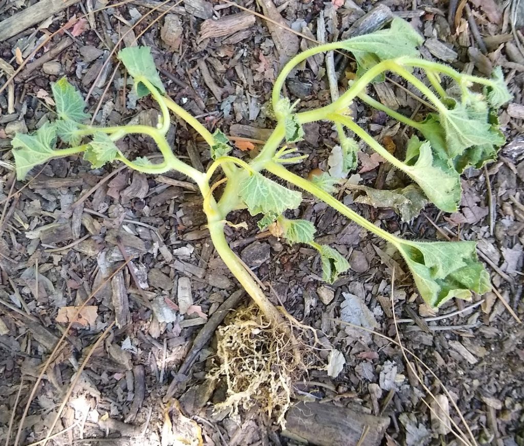 Critters Down Under: Root-Knot Nematodes