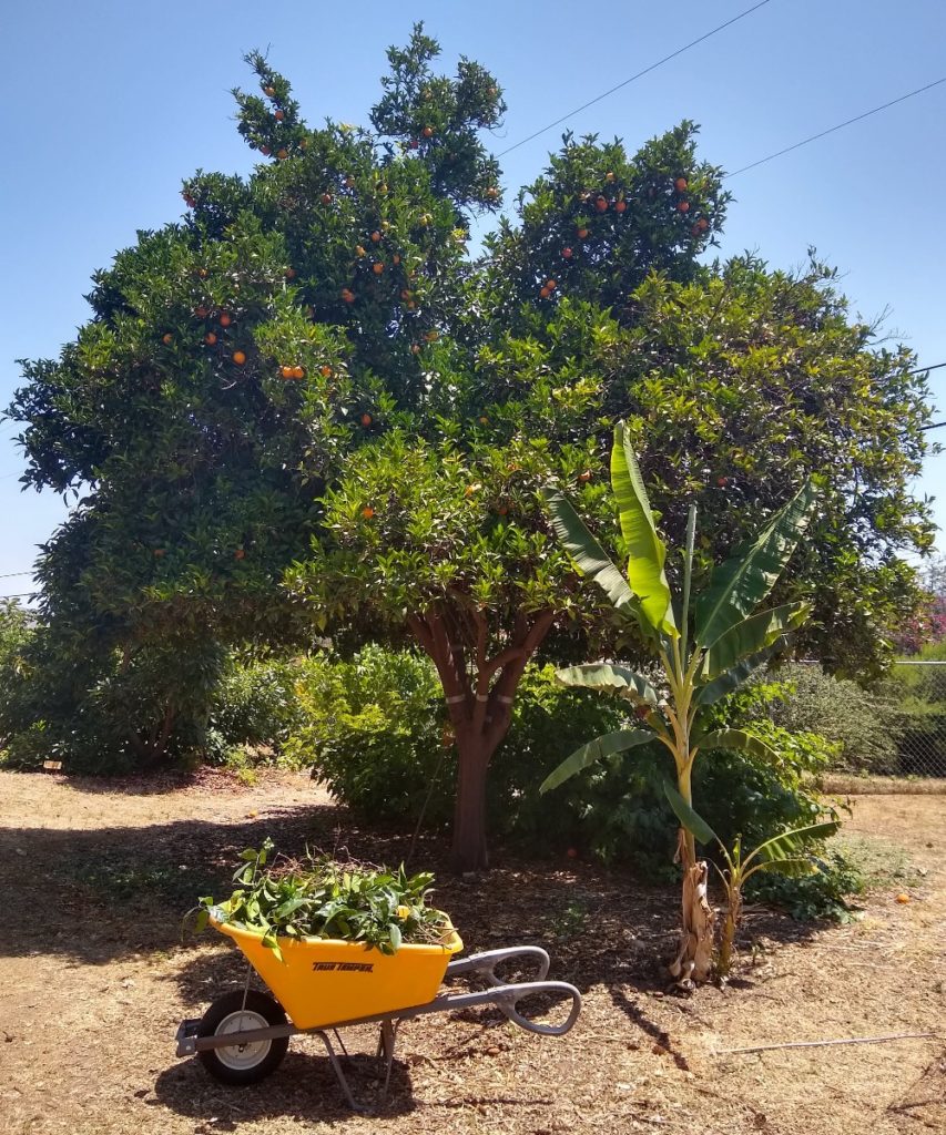 Do You Need a Wood Chipper for Your Veggie Garden? 