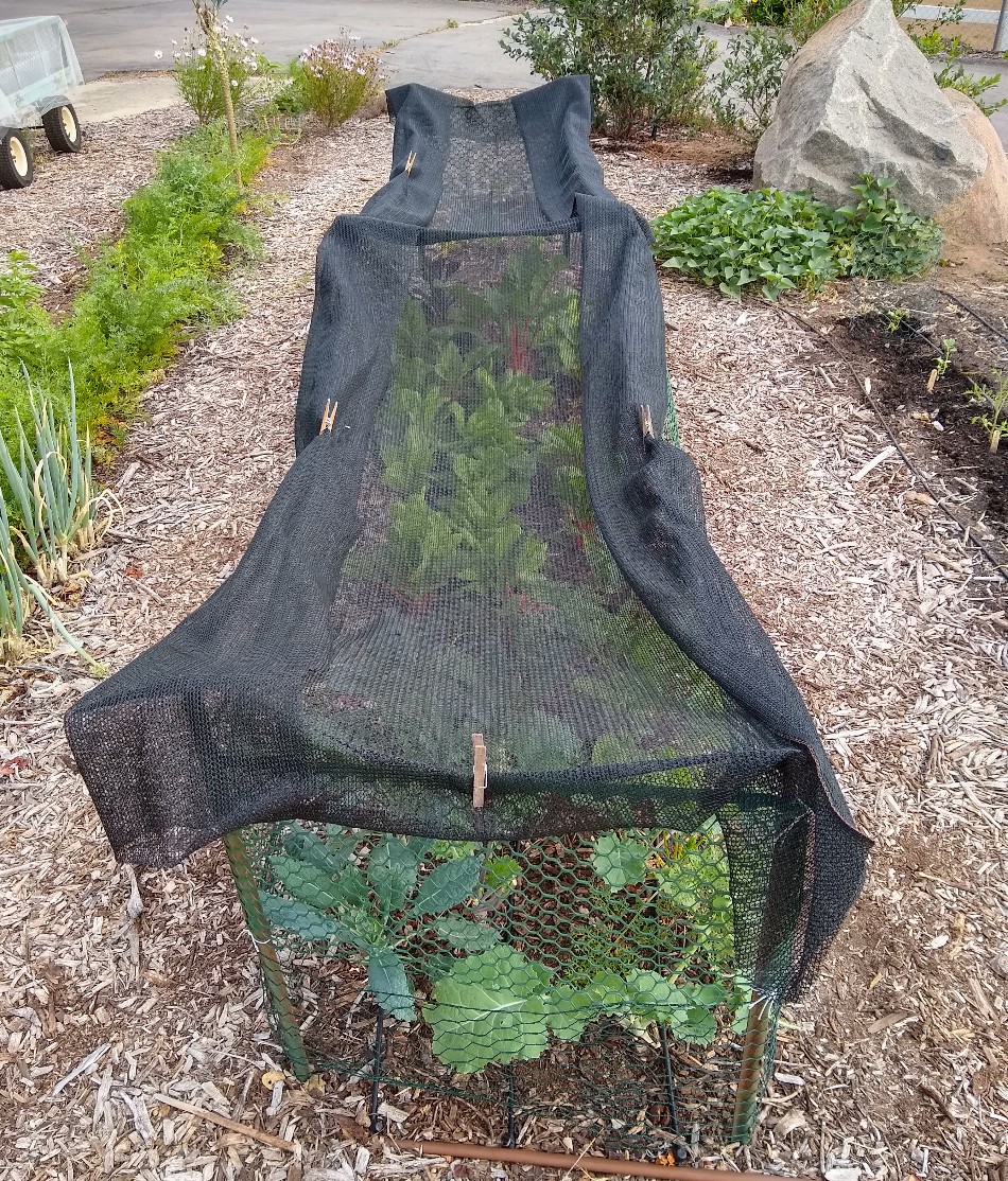 shadestructureforsummerlettuce Greg Alder's Yard Posts Food