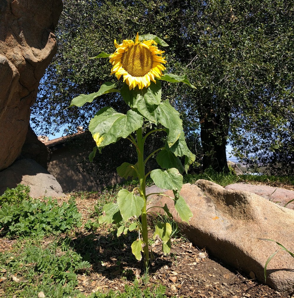 25 Best Types of Sunflowers - Varieties of Sunflowers to Plant