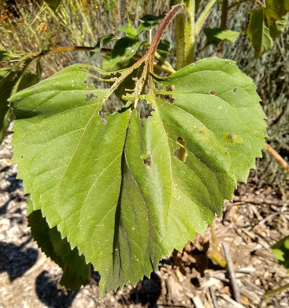 sunflowerleafeatenbyfinches Greg Alder's Yard Posts Food